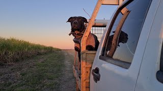 Confidence building in a hunting dog Lola and me [upl. by Camroc]