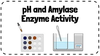 Investigating Effect of pH on Enzyme Amylase Activity  GCSE Biology Revision [upl. by Jake236]