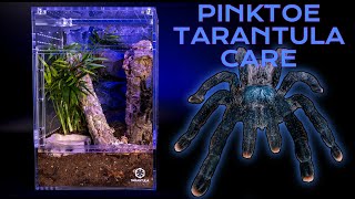 Pink Toe Tarantula Care Guide  Enclosure Set up  Avicularia [upl. by Stoops]