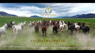 LAS MORERIAS LA CRÍA EN LIBERTAD MEXICO 2019 [upl. by Neural]