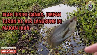 Ikan sepat siam disini ganas umpan turun ke air langsung di makan ikan  siamese gouram  SFB13 [upl. by Spielman768]