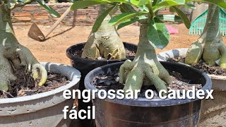 segredo🤔p engrossar o caudex da rosa do deserto qual vaso usar [upl. by Yelak]