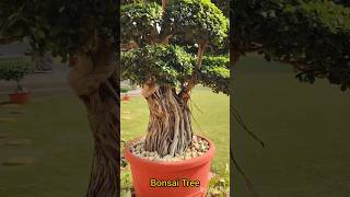 Bonsai Tree nature homegarden garden reels shortsvideo shortsfeed [upl. by Seroka]