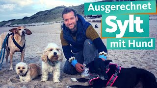 Ausgerechnet Sylt mit Hund  WDR Reisen [upl. by Tufts]