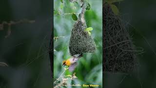 A weaver birds nest [upl. by Urba]