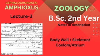 Amphioxus  BSc Zoology 2nd year  Lecture 3  Notes in Description [upl. by Aramenta]