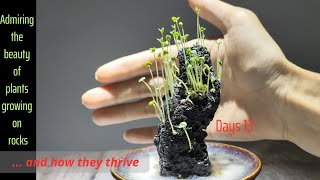 Growing Plants On Rocks Bonsai art for the living room [upl. by Analah]