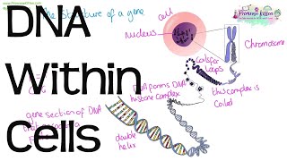 DNA Within Cells  Revision for ALevel Biology [upl. by Eiramlirpa642]