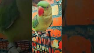 10 Month Old Alexander Parrot Talking In English Checkout Rio Learnt New Word [upl. by Ynnob]