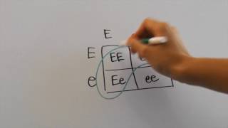 How to Interpret Pedigrees for AP Biology [upl. by Neehsar]