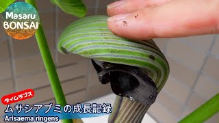 【タイムラプス】 盆栽 ムサシアブミ（武蔵鐙）ってなんだ！？ Arisaema ringens timelapse 202144 [upl. by Silvester]