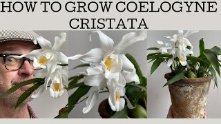 How to grow Coelogyne cristata this cool grower is a VERY easy to flower once you get you basics [upl. by Ydniw]