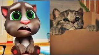 El GATO En La VIDA REAL Little Kitten My Favorite Cat Lindo Gatito [upl. by Havelock]