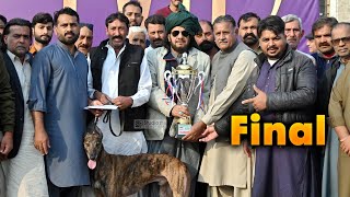 Dog Race  Dori Track Race  Round No 3  Panjha shref dog trending viralvideo india [upl. by Netnilc]