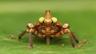 Cute Leafhopper nymph from the Amazon rainforest of Ecuador [upl. by Antone549]