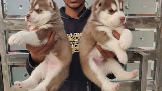 Siberian Husky Puppies for Sale in India  Doggyz World [upl. by Aidne707]