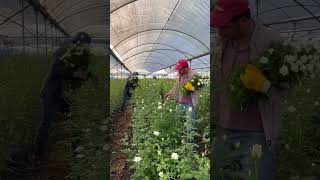 Gül kesimi gülsepeti byözgür flowers [upl. by Nappy]