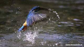 Eisvogel im Nationalpark DonauAuen  Alcedo atthis [upl. by Nednyl917]