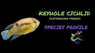 Keyhole Cichlid Care Guide [upl. by Nitnilc]