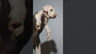 Rajapalayam dog sales doglover animals dogsforsaleinchennai pets nativebreeddogs chippiparai [upl. by Nylaehs]