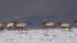 Huge Idaho Elk and Sheds 2010 [upl. by Budde267]