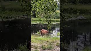 Kompu kompu na Kaszubach horse nessie animals nature bathing summervibes [upl. by Sagerman]