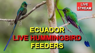 Live Hummingbird Feeders at Sachatamia Lodge in Ecuador [upl. by Zurek]