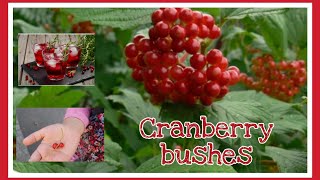 Cranberry plants Health Benefits of Eating cranberrys [upl. by Naerol]