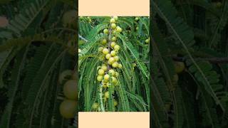 Home remedies। Health tips। घरेलू उपचार [upl. by Lehteb225]