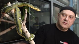 Boa z górnej półki  Corallus batesii  Emerald tree boa [upl. by Christianity]