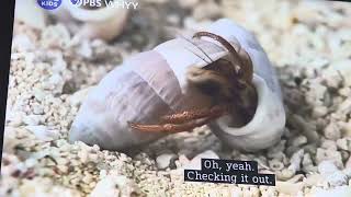 Wild Kratts the hermit crab shell exchange ￼PBSKIDS WildKratts [upl. by Charlton]