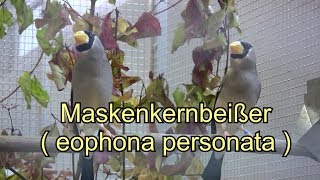 Maskenkernbeißer Eophona PersonataTeil 1 [upl. by Cunningham]