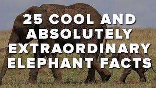 25 Cool And Absolutely Extraordinary Elephant Facts [upl. by Nyrek]