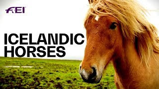 The Uniqueness of Icelandic Horses  Equestrian World [upl. by Runck]