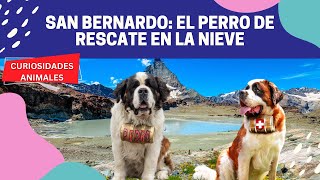 SAN BERNARDO El Perro de Rescate en la Nieve [upl. by Yehc173]