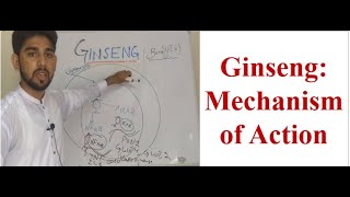 Ginseng Mechanism of Action [upl. by Aimat]