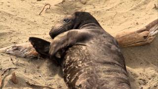 Elephant Seal Pup Scratches an Itch [upl. by Chrisse648]