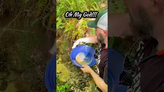 Shocking Find Gold Panning Test Reveals Rich Placer Gold Deposits Gold Prospecting NC [upl. by Suoivart]