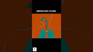 Respiratory System Shorts 🫁 [upl. by Enovi]