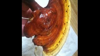 How to Make Reishi Mushroom Tincture  Genus Ganoderma [upl. by Bathsheba415]