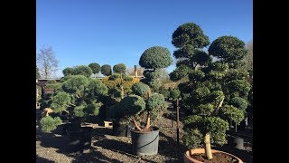 Ilex Crenata ‘Kimne’ Bonsai [upl. by Oetomit770]