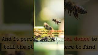 Honeybees Communicates by Dancing  didyouknow honeybee dance shorts [upl. by Regan]