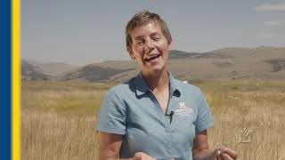 Identifying Invasive Annual Grasses in Montana [upl. by Viki]