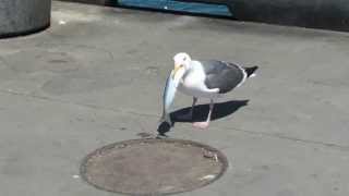 Seagull swallows a fish [upl. by Nowyt609]