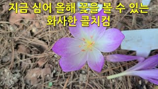 지금 심어 올해 꽃을 볼 수 있는 화사한 콜치컴 A bright colchicum that can be planted now and will bloom this year [upl. by Ahsinelg700]