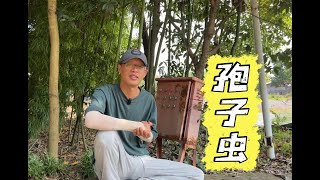 养虾遇到孢子虫，如何清塘才不影响第二季养殖？ [upl. by Filmer]