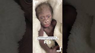 Premature gorilla born at Texas zoo after mother had lifethreatening complications [upl. by Fulvi]