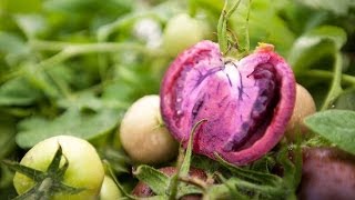 Bumper harvest for GM purple tomatoes [upl. by Gittel864]