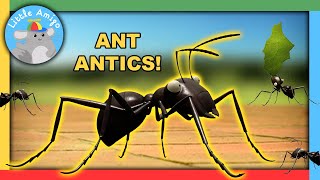 Minuscule  Best of the Ants 🐜  Compilation  Little Amigo [upl. by Kohler]