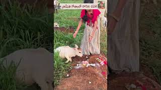 Nagula Chavithi with Nadipathy Cows cute life village farm pets reels trending love india [upl. by Noiraa571]